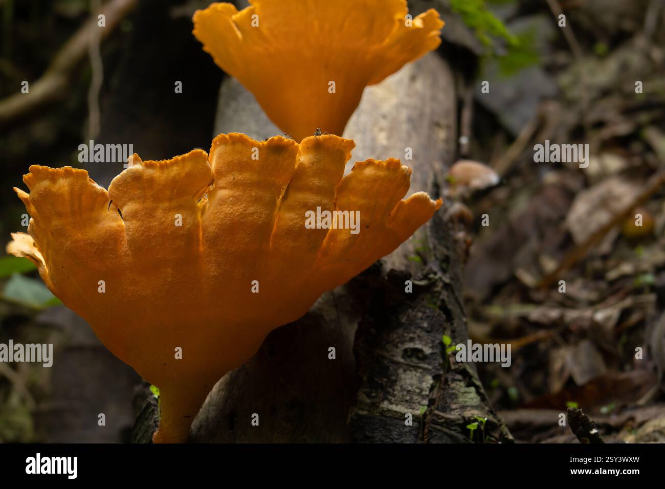Primo piano di funghi a nido d'ape che crescono su tronchi di alberi essiccati nella foresta Foto Stock