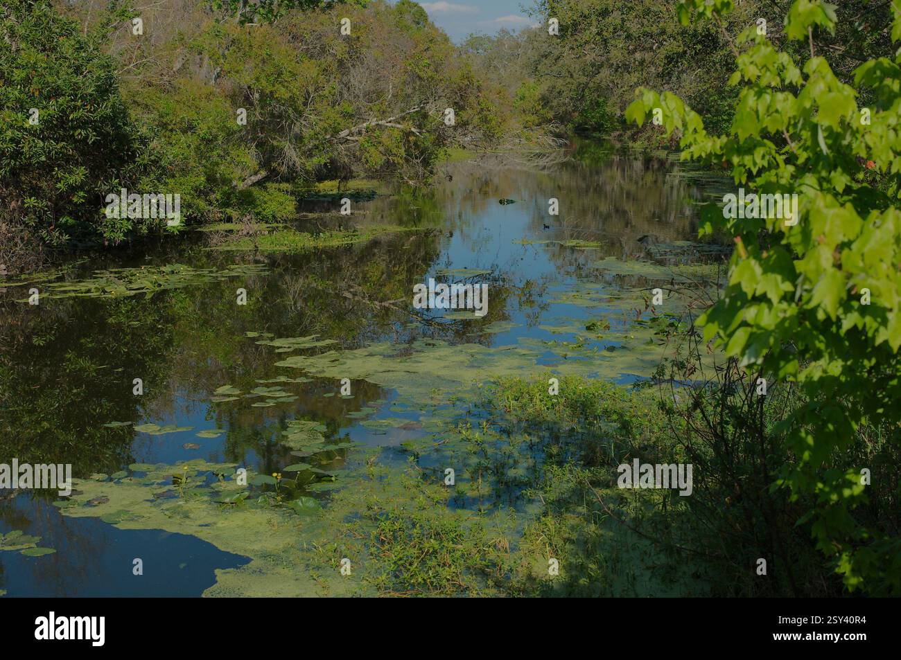 Immagine orizzontale Sawgrass Park St. Petersburg, Florida. Palude via d'acqua con alberi e erba verde ai lati con gigli e riflessi di nuvole Foto Stock