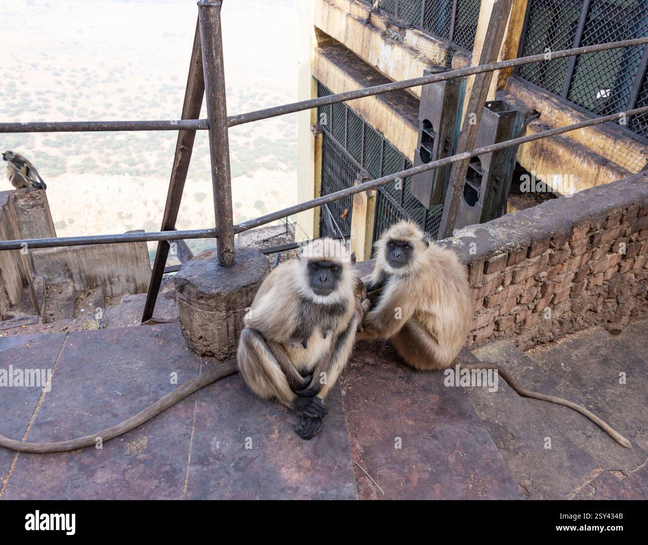 Scimmie indiane sulla strada per il Tempio Savitri Mata. Pushkar, Rajasthan, India, 28 gennaio 2024 Foto Stock