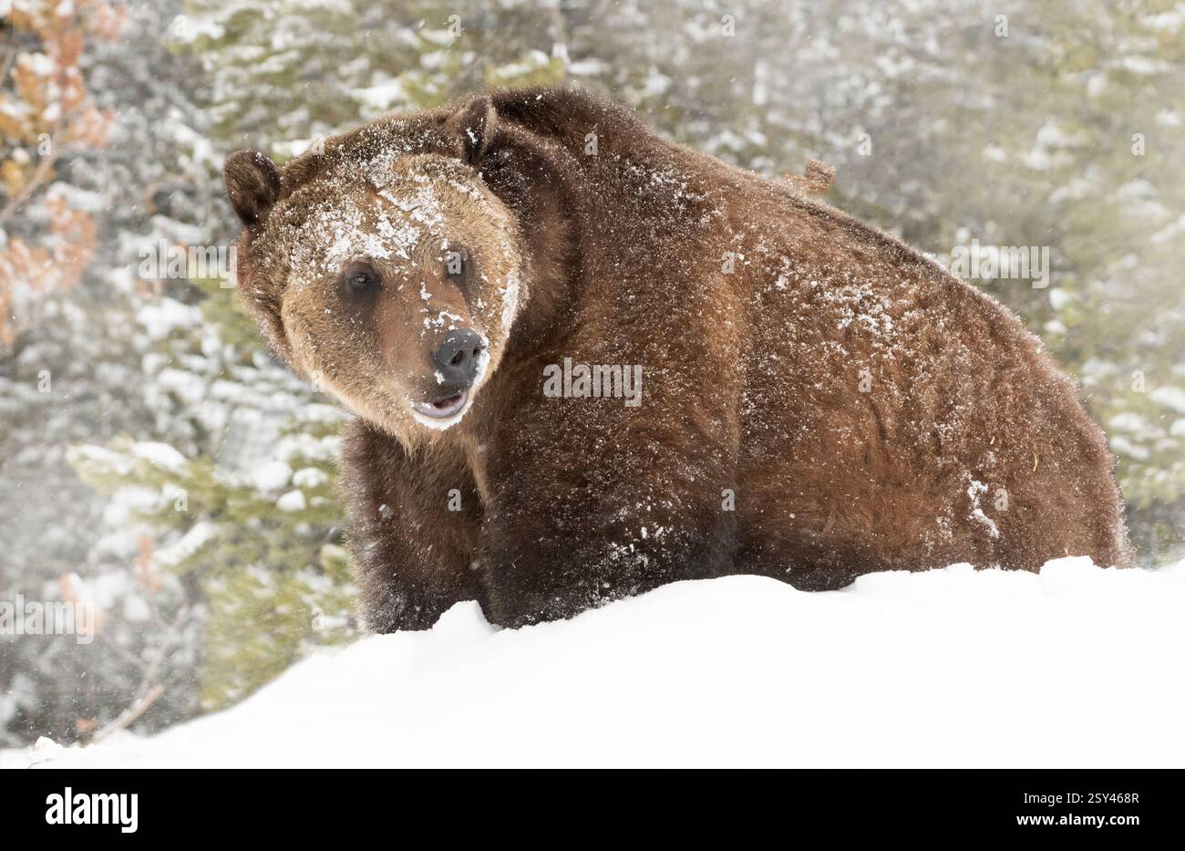 Orso grizzly; arctos di Ursus; inverno; neve; Montana Foto Stock