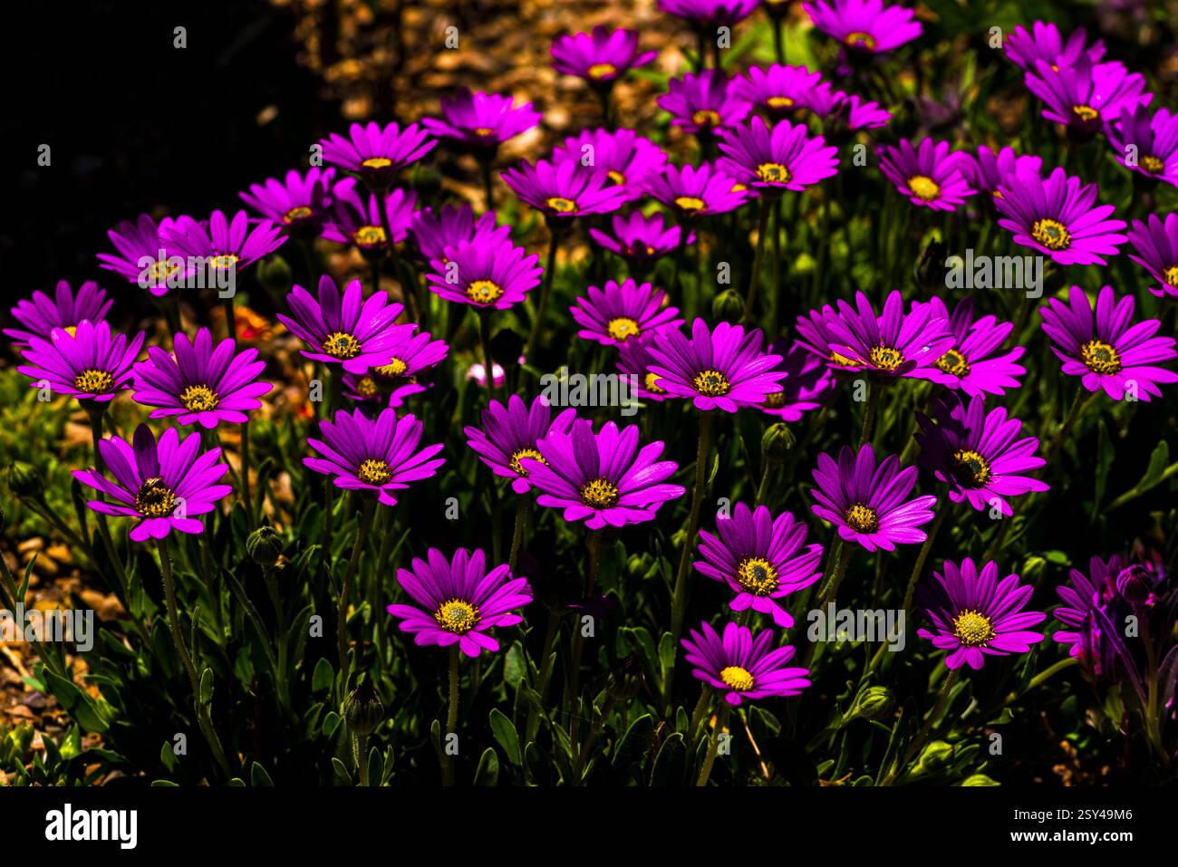 Margherite viola vibranti in pieno fiore su sfondo soleggiato Foto Stock