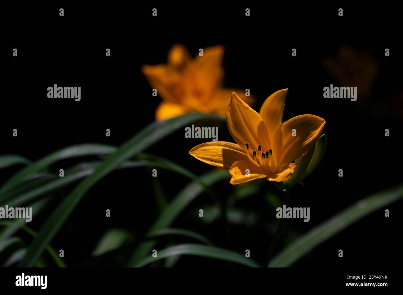 Vivace giglio arancione in fiore in un ambiente naturale su sfondo scuro Foto Stock
