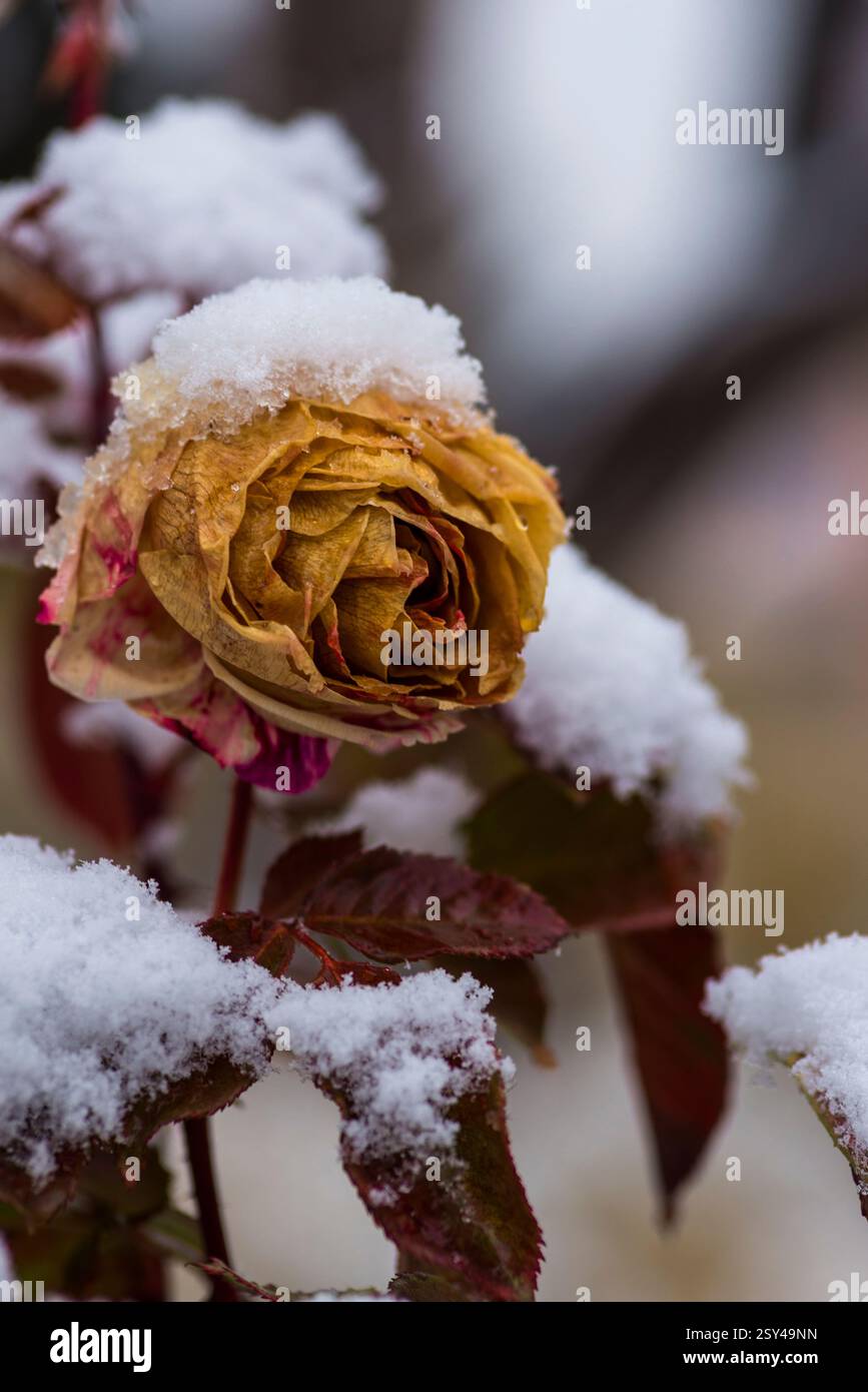 Rosa selvaggia ricoperta di neve nella fredda stagione invernale che esprime serenità e bellezza Foto Stock