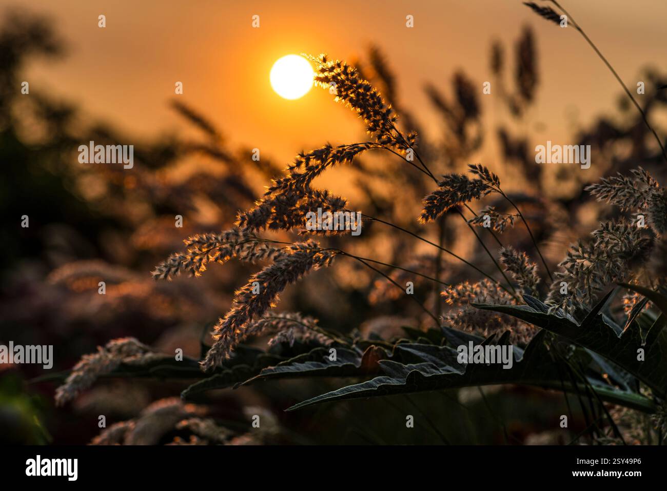 Le teste delle sementi d'erba brillano nella calda luce di fondo al tramonto Foto Stock