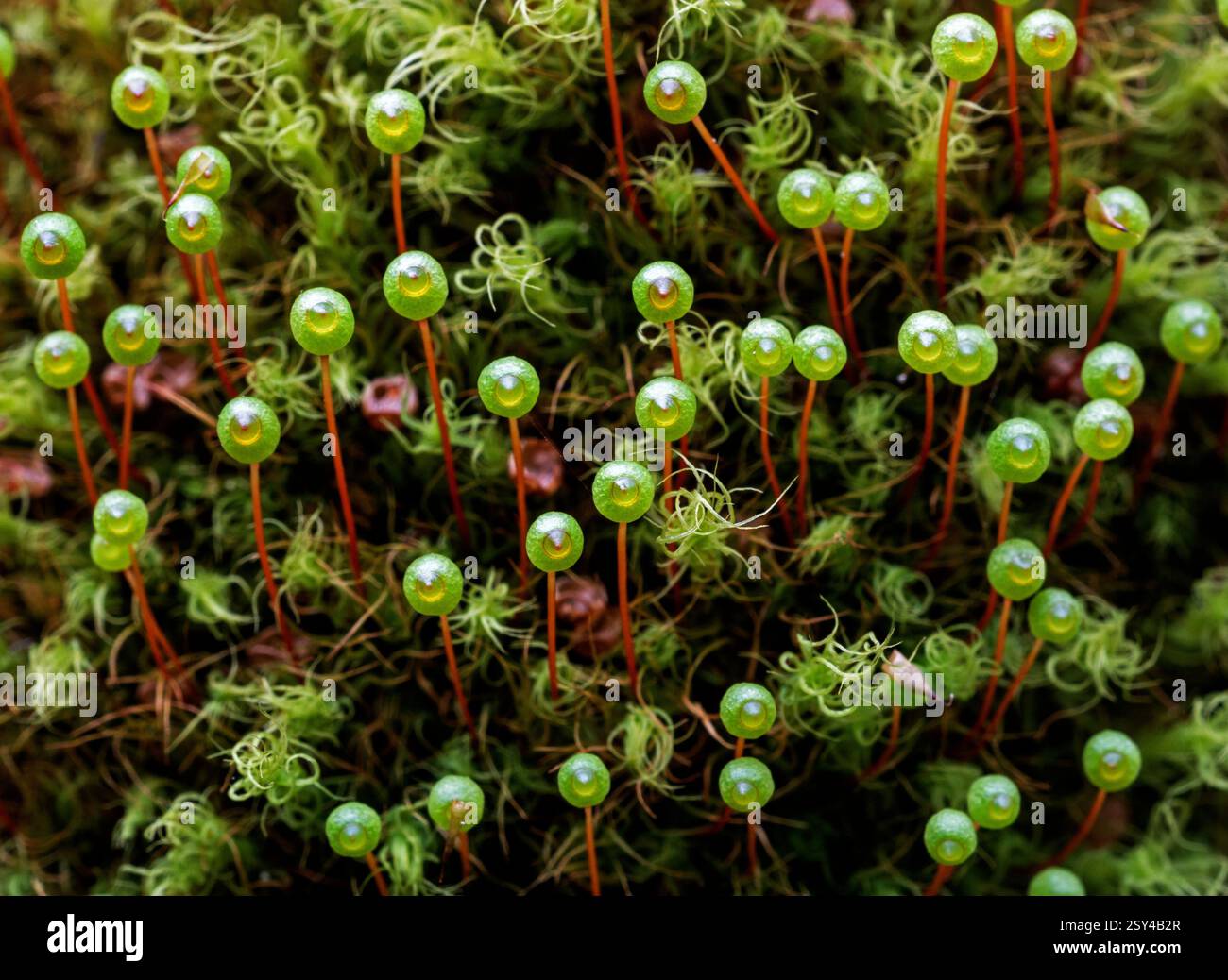Bartramia pomiformis, il muschio delle mele comune, ha caratteristiche capsule sferiche, come una mela, qui come gli occhi di un ciclope Foto Stock