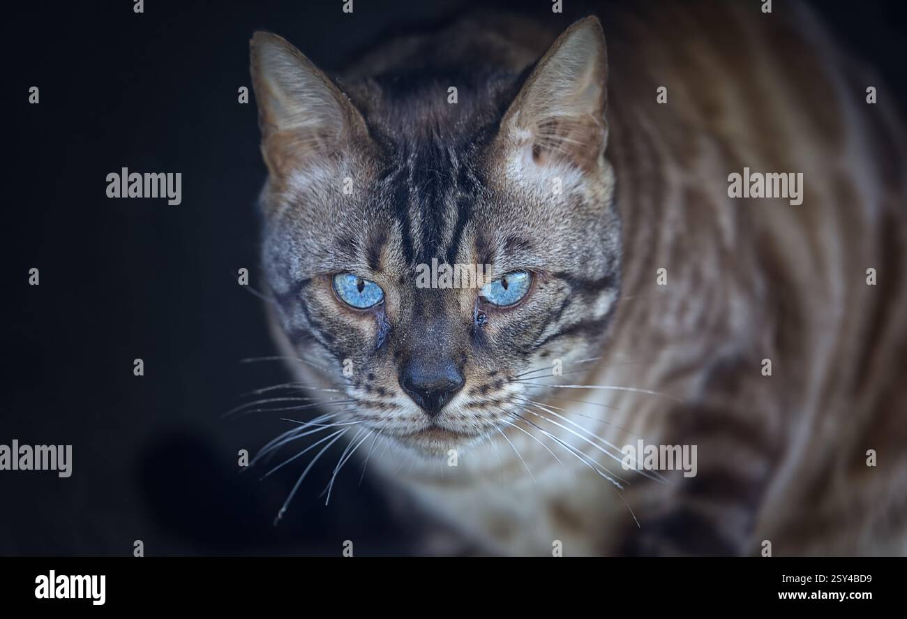 Gatto domestico con occhi molto blu. Foto Stock