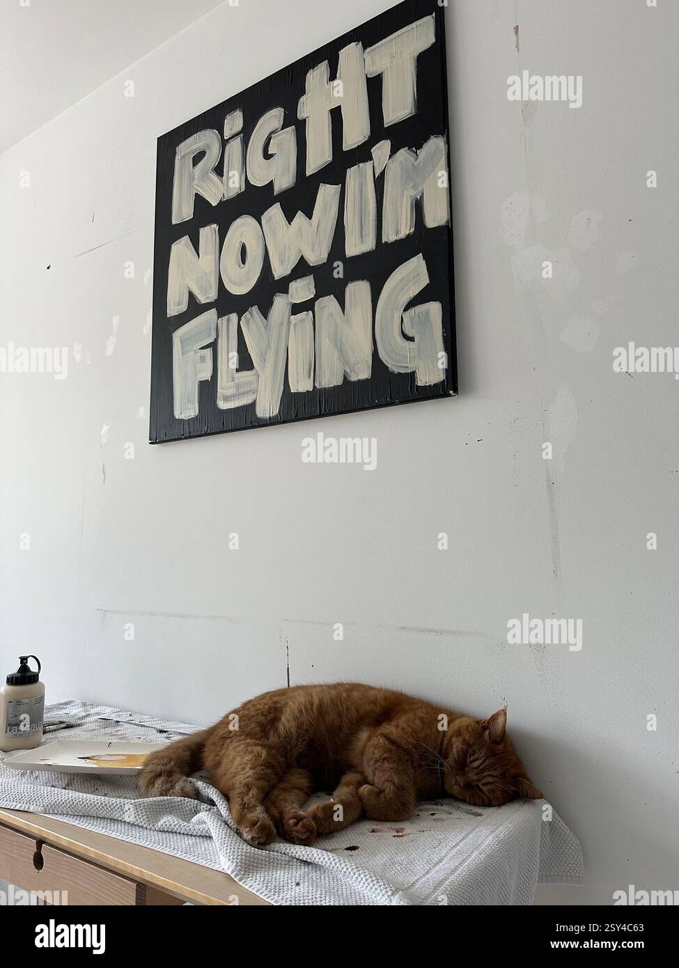 Gatto che dorme sotto l'immagine - Immagine stock catturata con smartphone