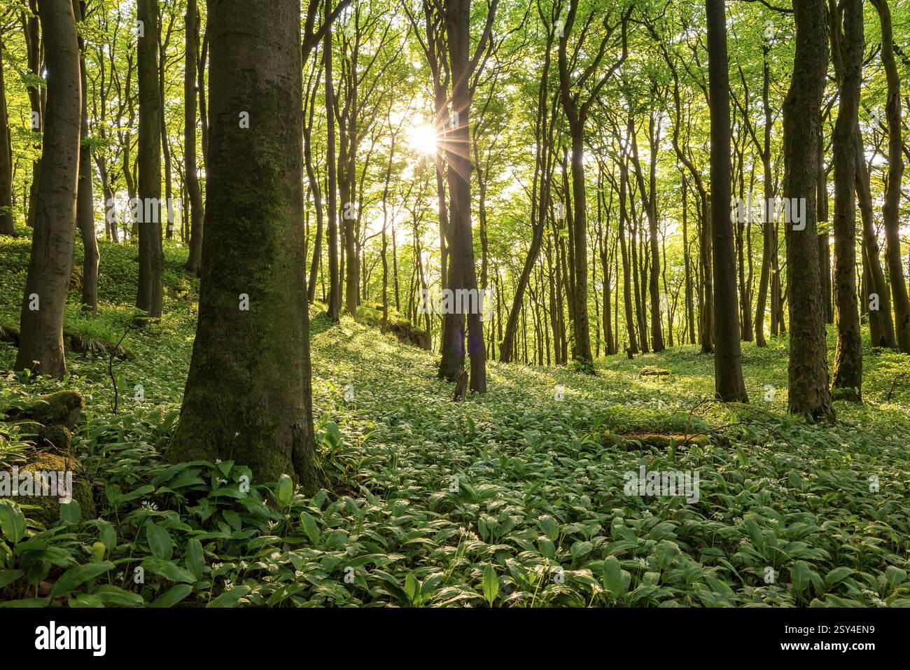 La luce del sole splende tra gli alberi in una fitta foresta verde il cui terreno è completamente ricoperto di aglio selvatico, riserva naturale Saubrink-Oberberg, i Foto Stock