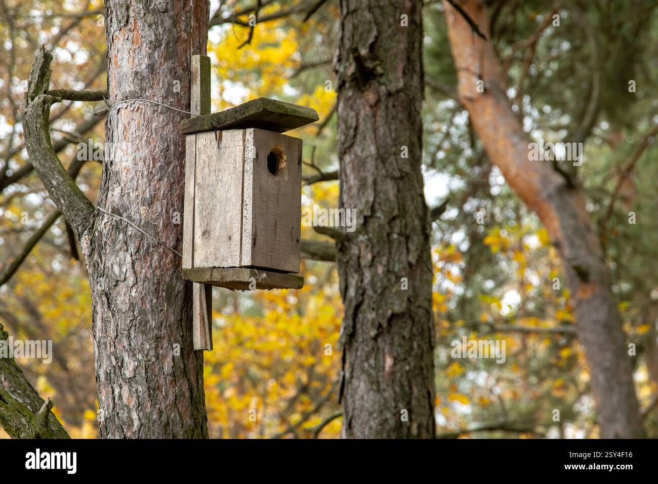 Una casa per uccelli di legno su un albero in una foresta autunnale. Il concetto di nidificazione degli uccelli e habitat naturale Foto Stock