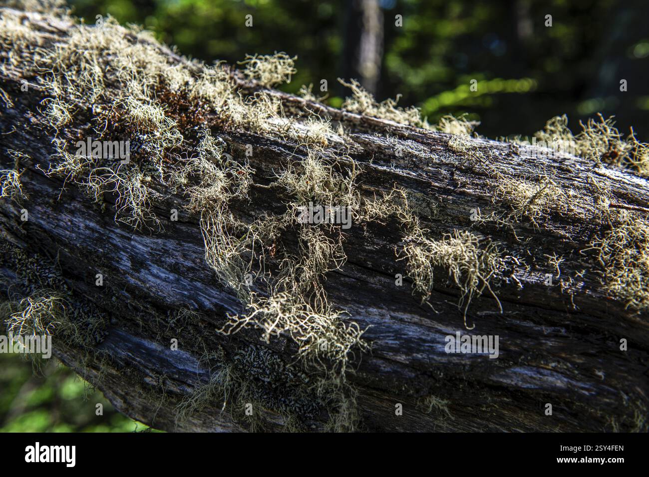 Licheni barbuti su albero morto, Wulaia Bay, Beagle Street, Ushuaia, Tierra del Fuego, Patagonia, Argentina, Sud America Foto Stock