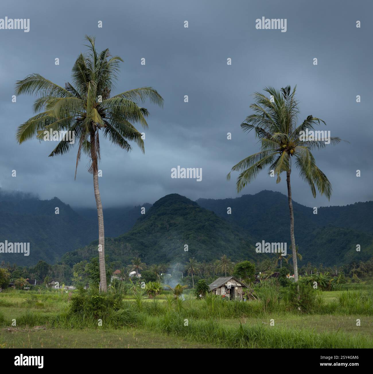 Risaie agricole rurali, palme da cocco e paesaggio tropicale panoramico del villaggio di Amed nell'isola di Bali, nel distretto di Karangasem Foto Stock