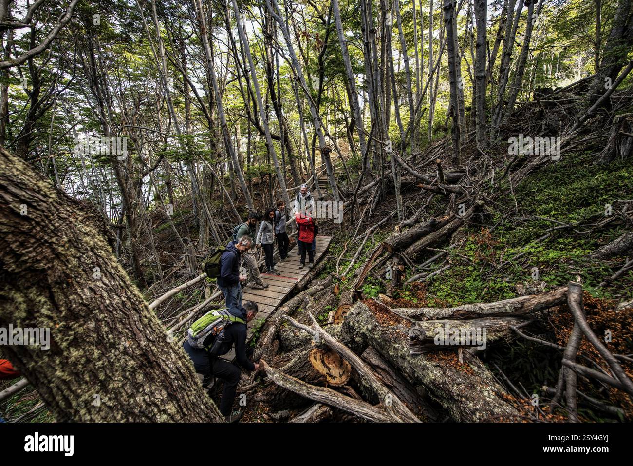 Gruppo escursionistico con guida Wulaia Bay, Beagle Street, Ushuaia, Terra del fuoco, Patagonia, Argentina, Sud America Foto Stock