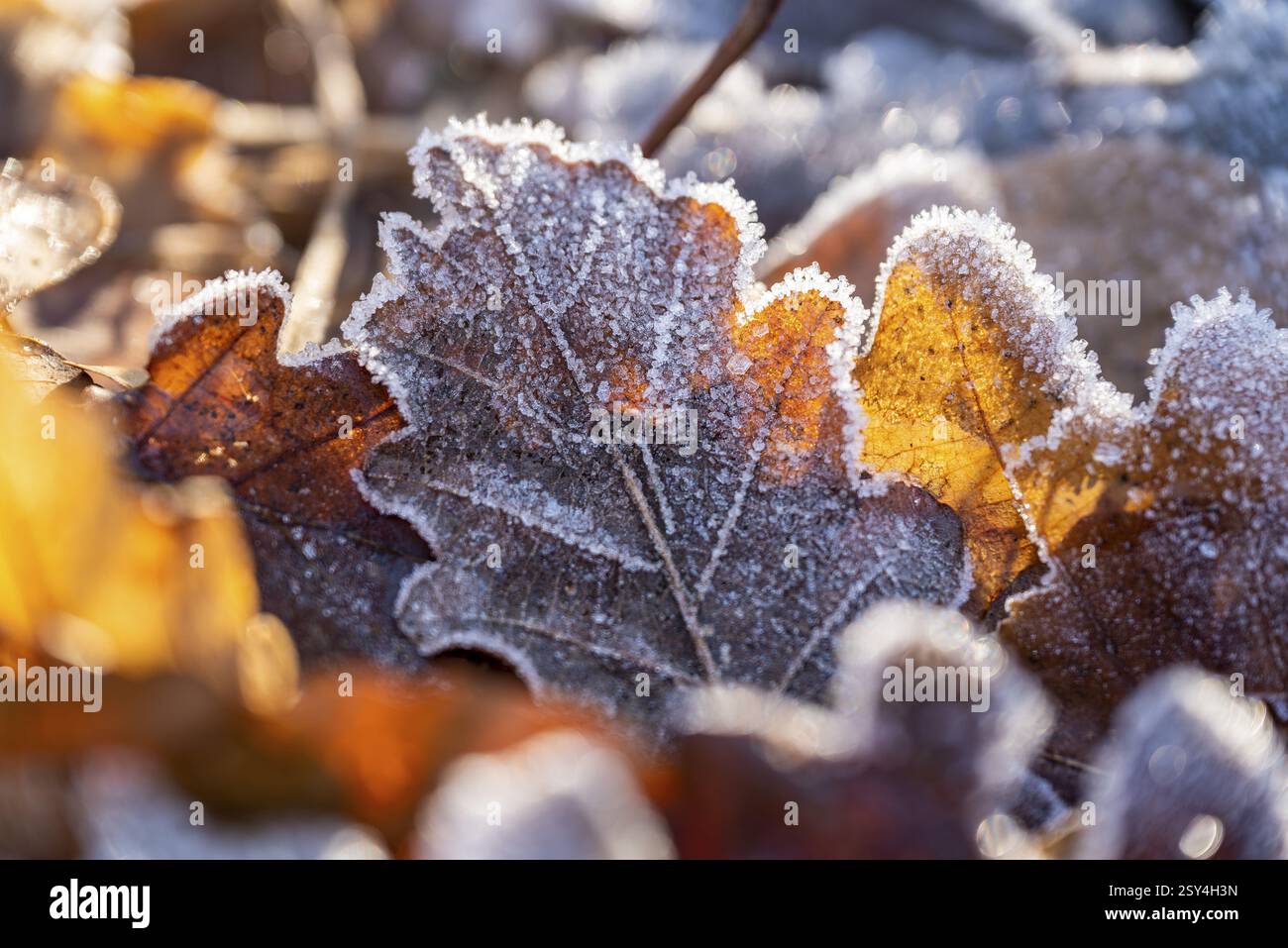 Primo piano di una foglia di quercia e di altre foglie autunnali marroni congelate con un bel parroco sotto la luce del sole, bassa Sassonia, Germania, Europa Foto Stock