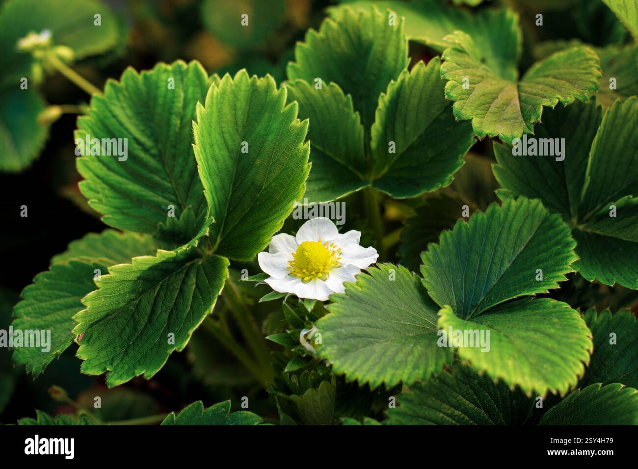 Fiore di fragola e foglie primo piano Foto Stock