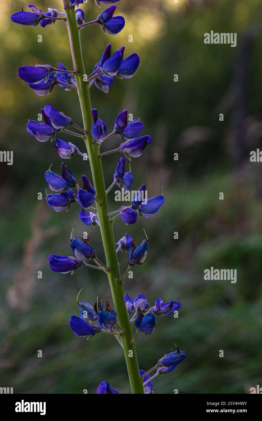 Salmone fresco e trota vengono grigliati su un barbecue, circondati da un vivace paesaggio verde. La piacevole atmosfera all'aperto migliora la cottura alla griglia Foto Stock
