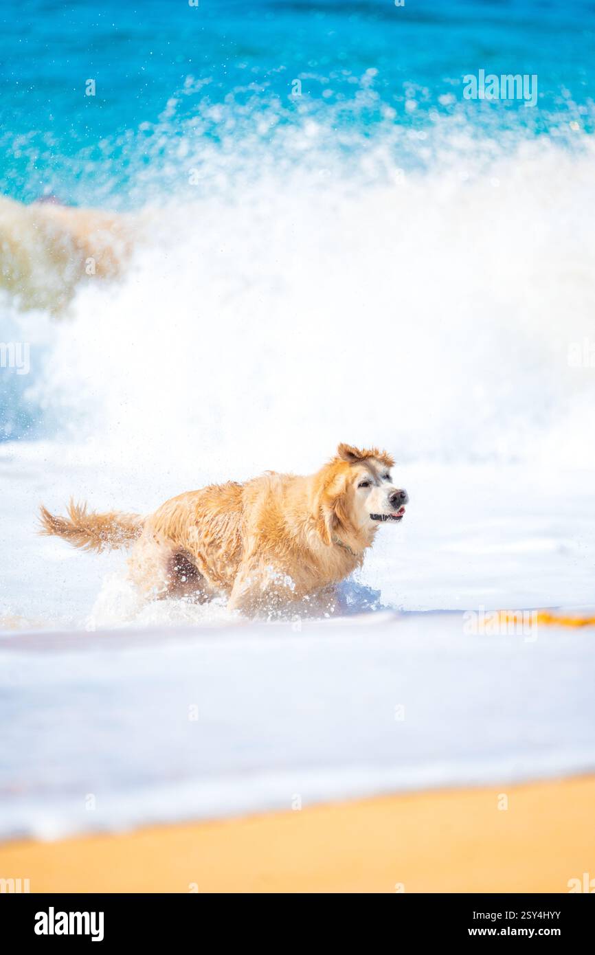 Il cane Golden Retriever corre con gioia attraverso il surf in spiaggia sotto il sole splendente: Il momento perfetto per gli amanti degli animali e le vibrazioni dell'oceano. Foto Stock