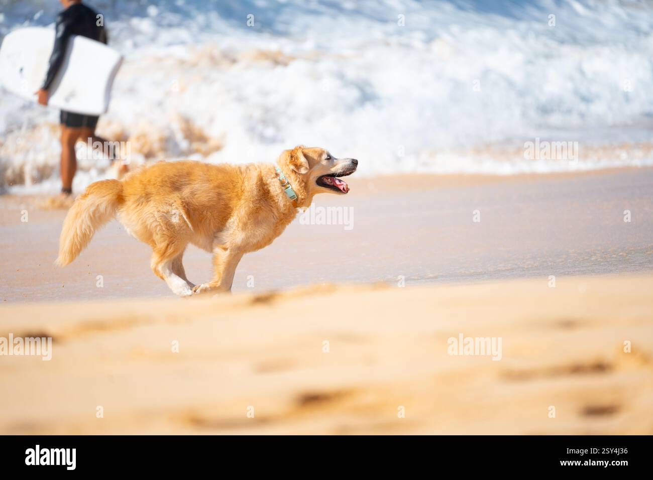 Il cane Golden Retriever corre con gioia attraverso il surf in spiaggia sotto il sole splendente: Il momento perfetto per gli amanti degli animali e le vibrazioni dell'oceano. Foto Stock