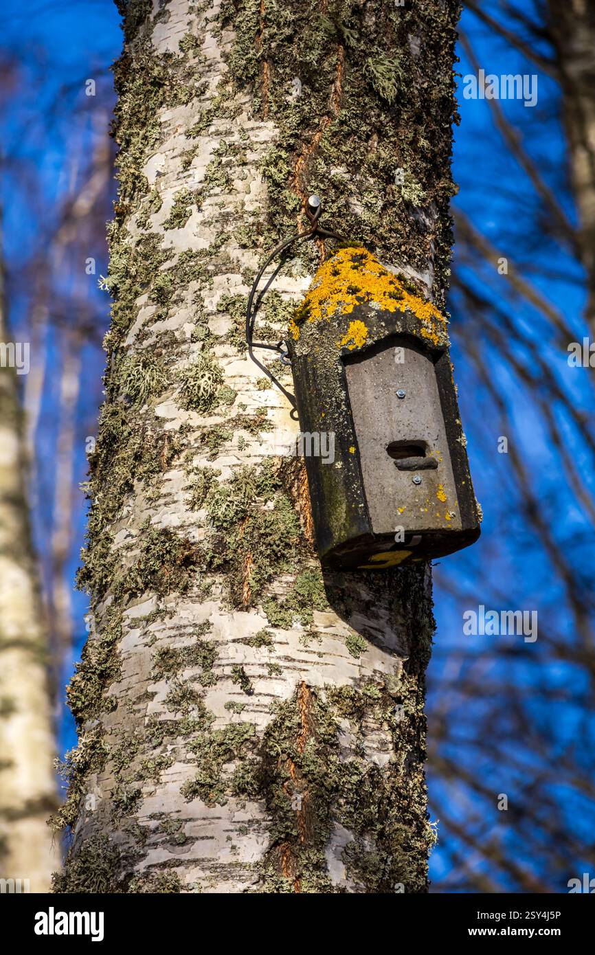 Rifugi illuminati dal sole: Case per uccelli annidate tra gli alberi di betulla, i loro tetti adornati con muschio dorato, che si stagliano su un cielo blu profondo. Foto Stock