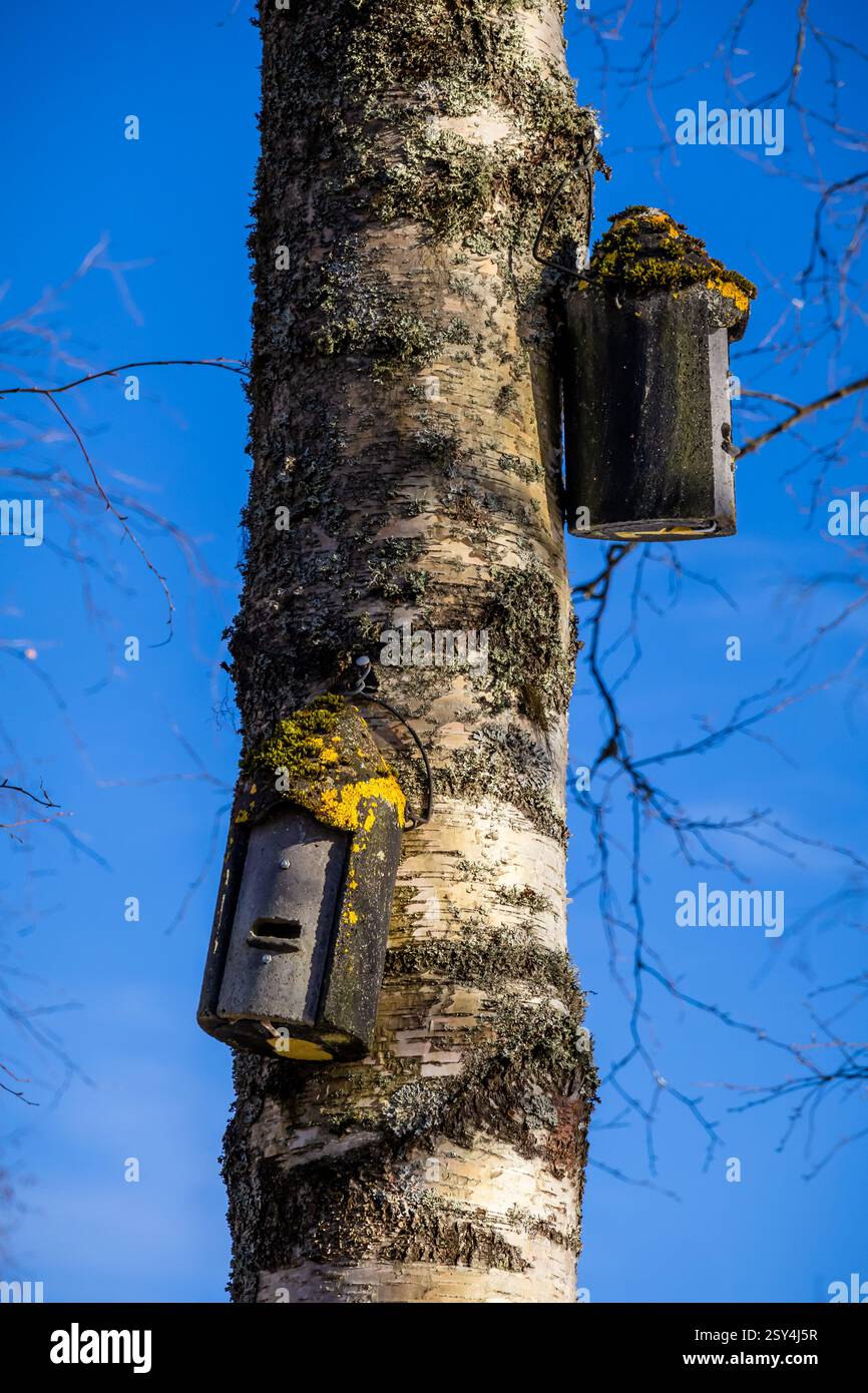 Rifugi illuminati dal sole: Case per uccelli annidate tra gli alberi di betulla, i loro tetti adornati con muschio dorato, che si stagliano su un cielo blu profondo. Foto Stock