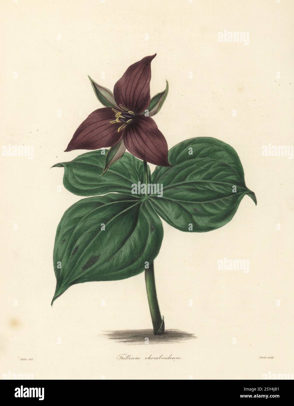 Red trillium, Wake robin, Purple trillium, Bethroot o puzzolente benjamin, Trillium erectum. trillium romboidale, Trillium romboideum. Originario degli Stati Uniti orientali, esemplare allevato da Luke Pope della Handsworth Nursery. Incisione in rame colorata a mano dopo un'illustrazione botanica di Miss R. Mills di Benjamin Maund e The Botanist del Rev. John Stevens Henslow, Londra, 1838. Miss R. Mills è stata la principale illustratrice di The Floral Cabinet di Knowles e Westcott. Foto Stock