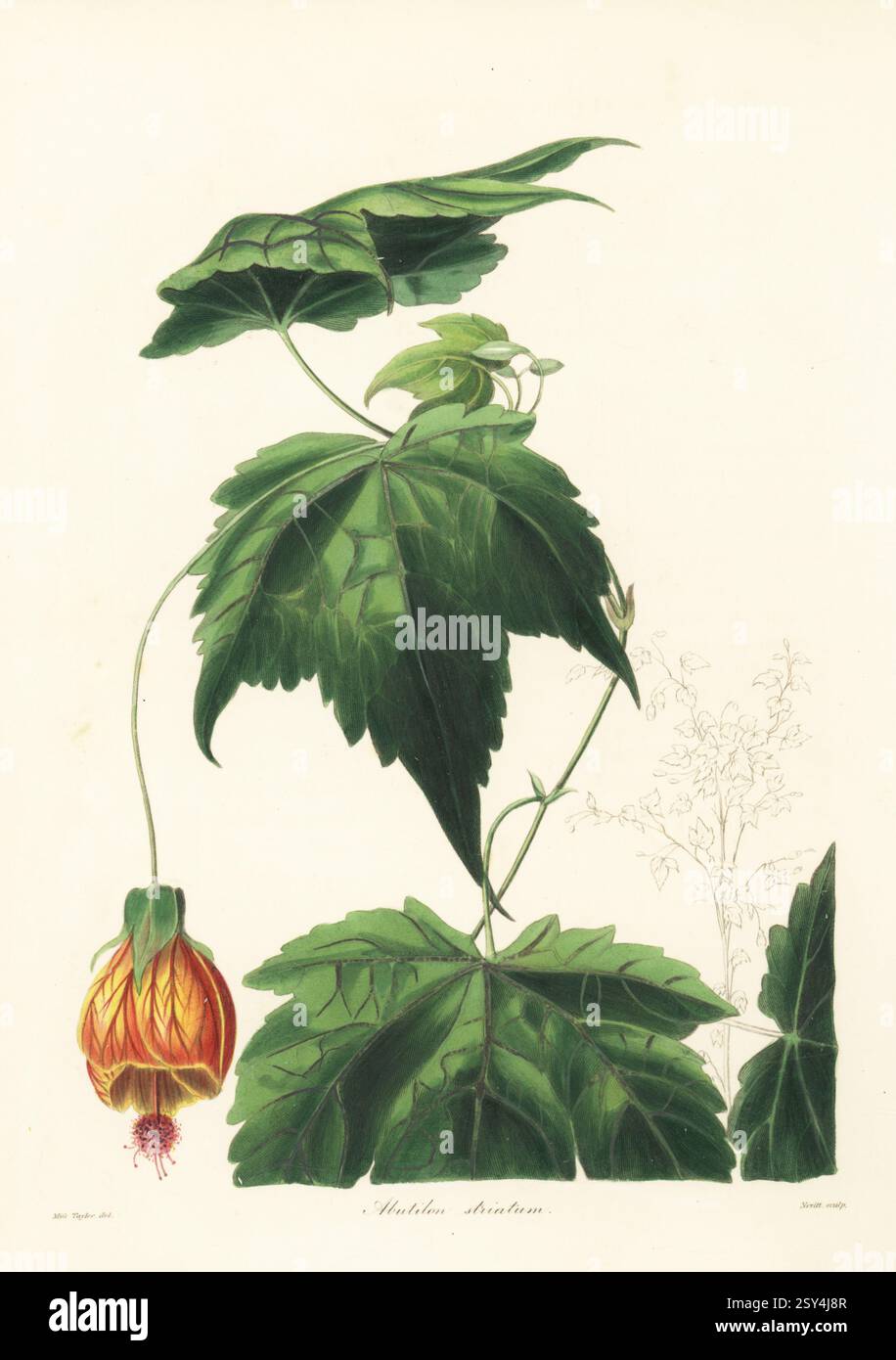 Lanterna cinese, abuliton pictum, vena rossa malva indiana o acero rosso fiorito. abutilon striato, Abutilon striatum. Originario di Brasile, Argentina, Paraguay e Uruguay, introdotto al Glasgow Botanic Garden dal cacciatore di piante scozzese John Tweedie. Incisione in rame colorata a mano dopo un'illustrazione botanica di Miss Jane Taylor di Benjamin Maund e The Botanist del Rev. John Stevens Henslow, Londra, 1838. Foto Stock