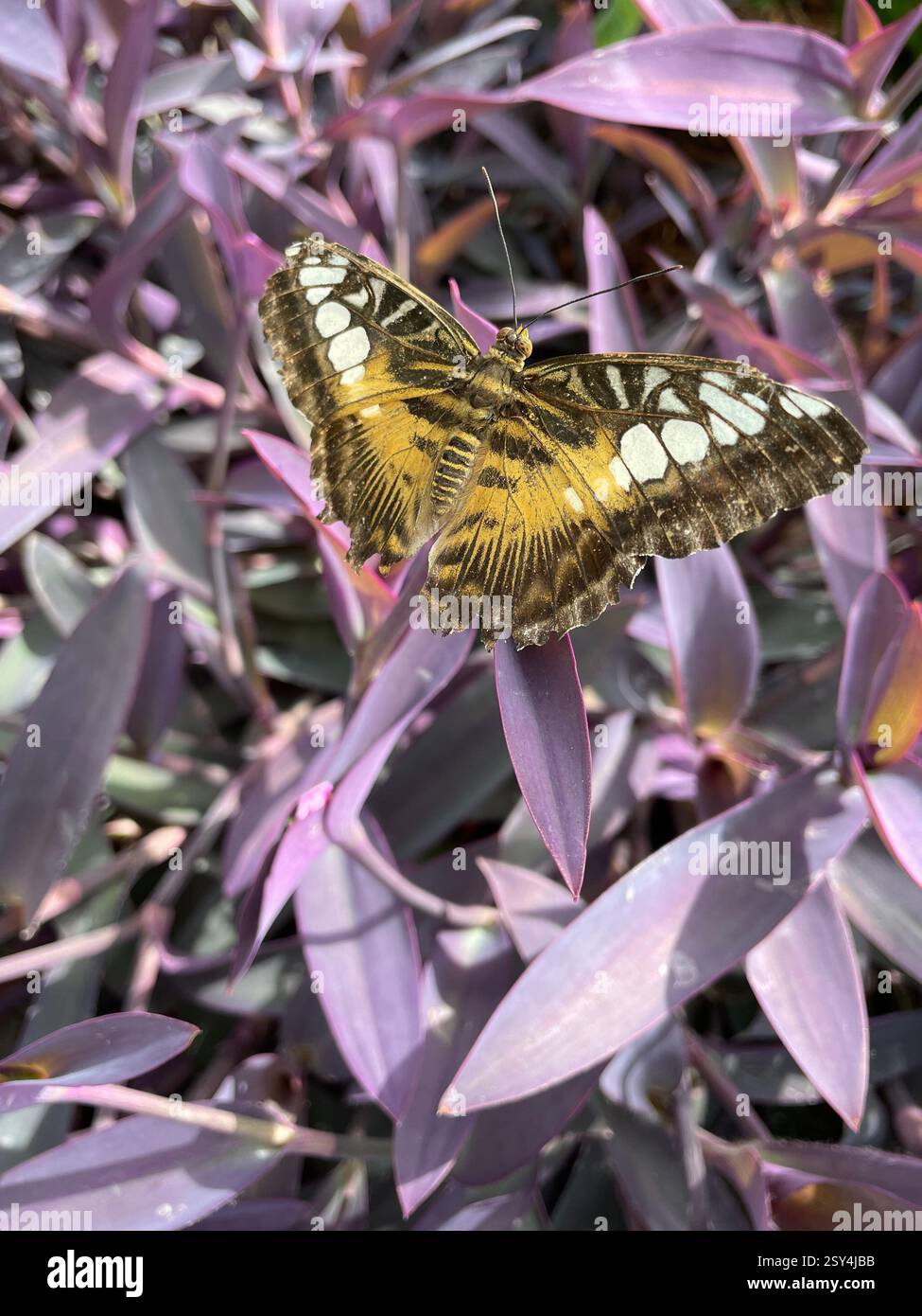 Primo piano della farfalla Parthenos Sylvia - Immagine stock catturata con smartphone Primo piano della farfalla Parthenos Sylvia - Immagine stock catturata con smartphone
