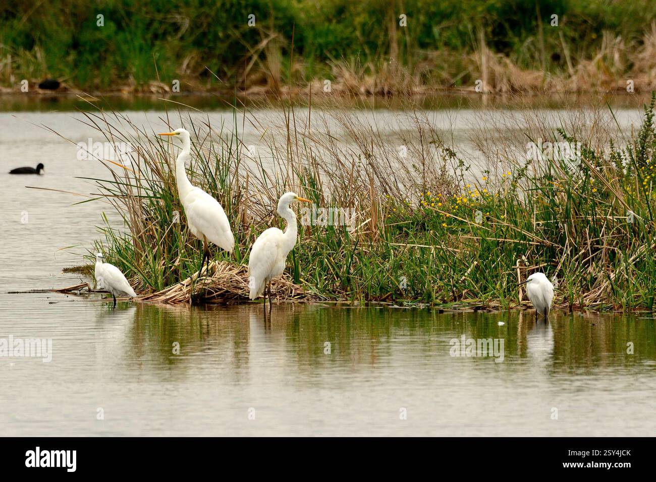 Silberreiher, Ardea alba, Seidenreiher, Egretta garzetta, Aiguamolls de l'Emporda, Naturreservat, Costa Brava, Spanien Great Egret, Ardea alba, Little Foto Stock