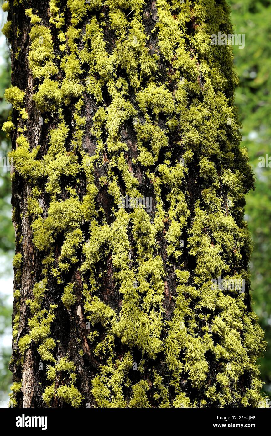 Wolfsflechte, Letharia vulpina, an Lärche, Larix decidua, Fafleralp, Alpen, Kanton Wallis, Schweiz Wolf Lichen, Letharia vulpina, on Larch, Larix deci Foto Stock