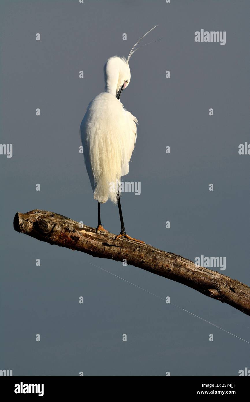 Seidenreiher, Egretta garzetta, Brutkleid, Gefiederpflege, Aiguamolls de l'Emporda, Naturreservat, Costa Brava, Spanien Little Egret, nidificazione del piumaggio Foto Stock