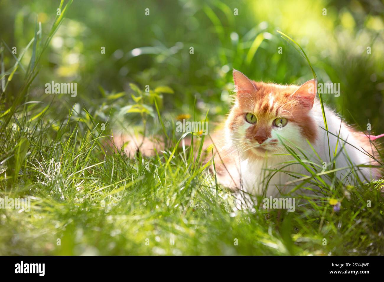 Simpatico gatto a pelo lungo rosso e bianco in natura all'aperto. Un gatto divertente sta riposando in giardino sull'erba in una soleggiata giornata estiva Foto Stock