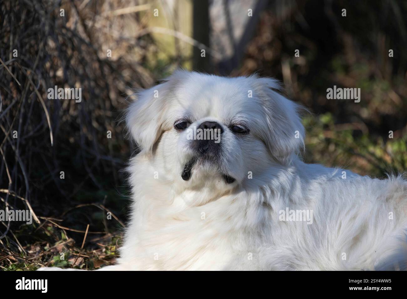 Piccola pekinese bianco di 8 anni nel giardino Foto Stock
