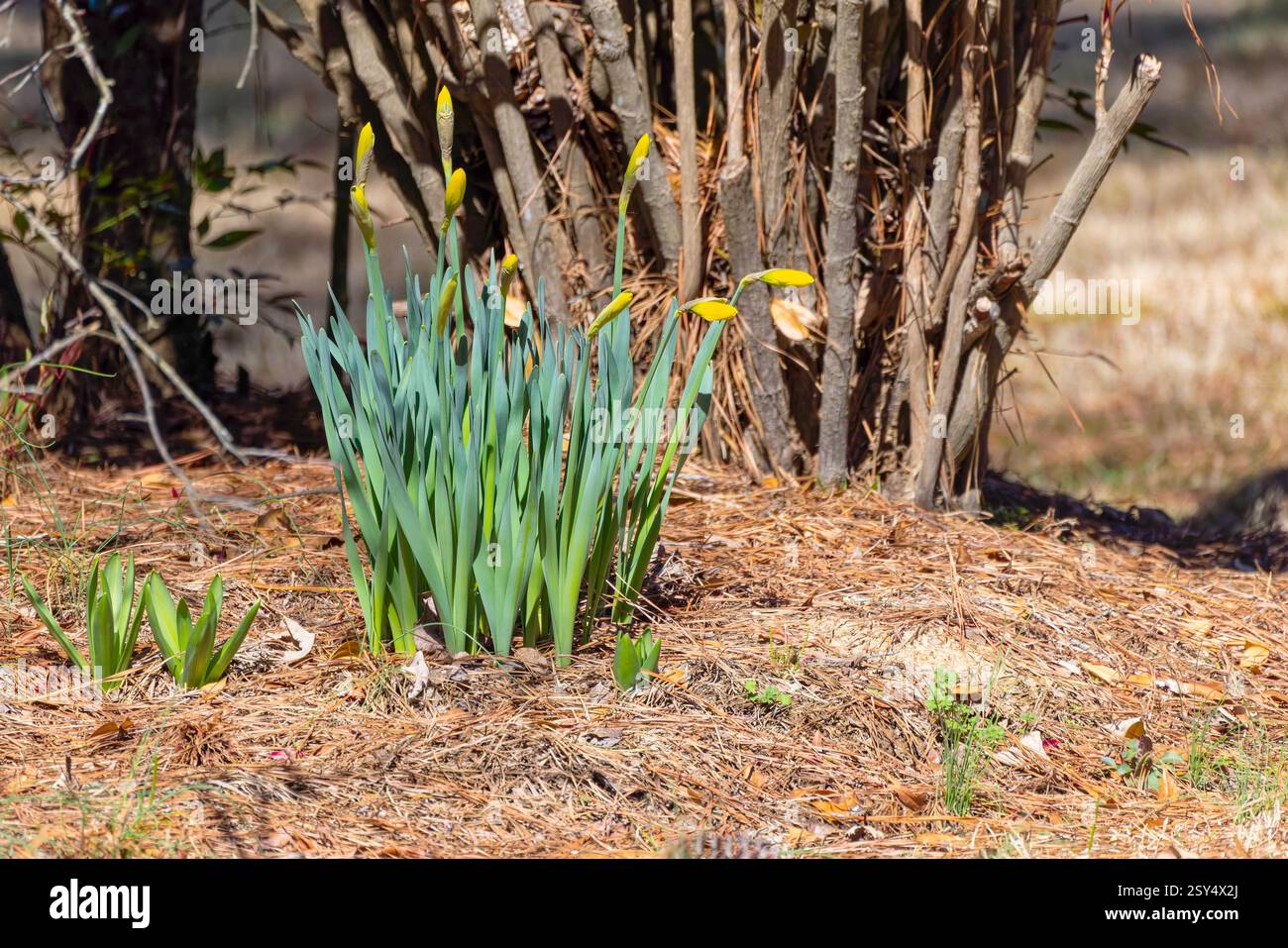 Coltivare narcisi nel giardino, uno dei primi fiori primaverili Foto Stock