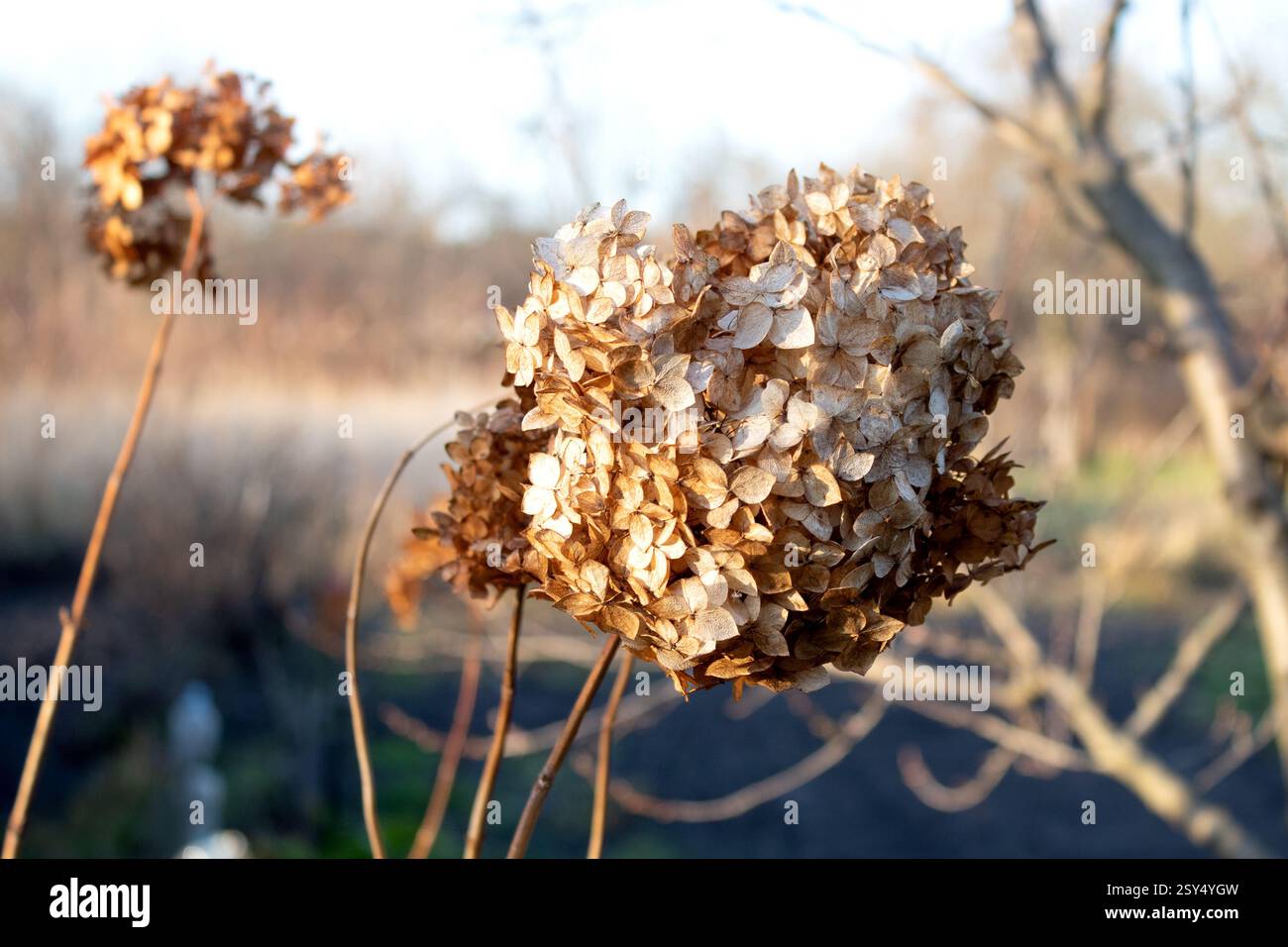 Fondo di fiori secchi autunnali, ortensie lisce asciutte nel giardino autunnale, sfondo sfocato Foto Stock