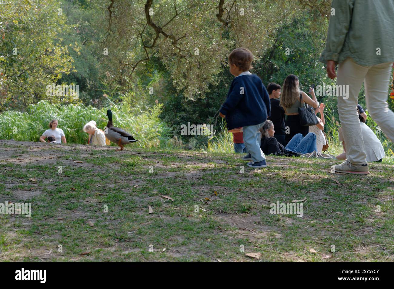 Un bambino curioso si fa avanti per osservare un'anatra nel giardino della Fondazione Calouste Gulbenkian Foto Stock