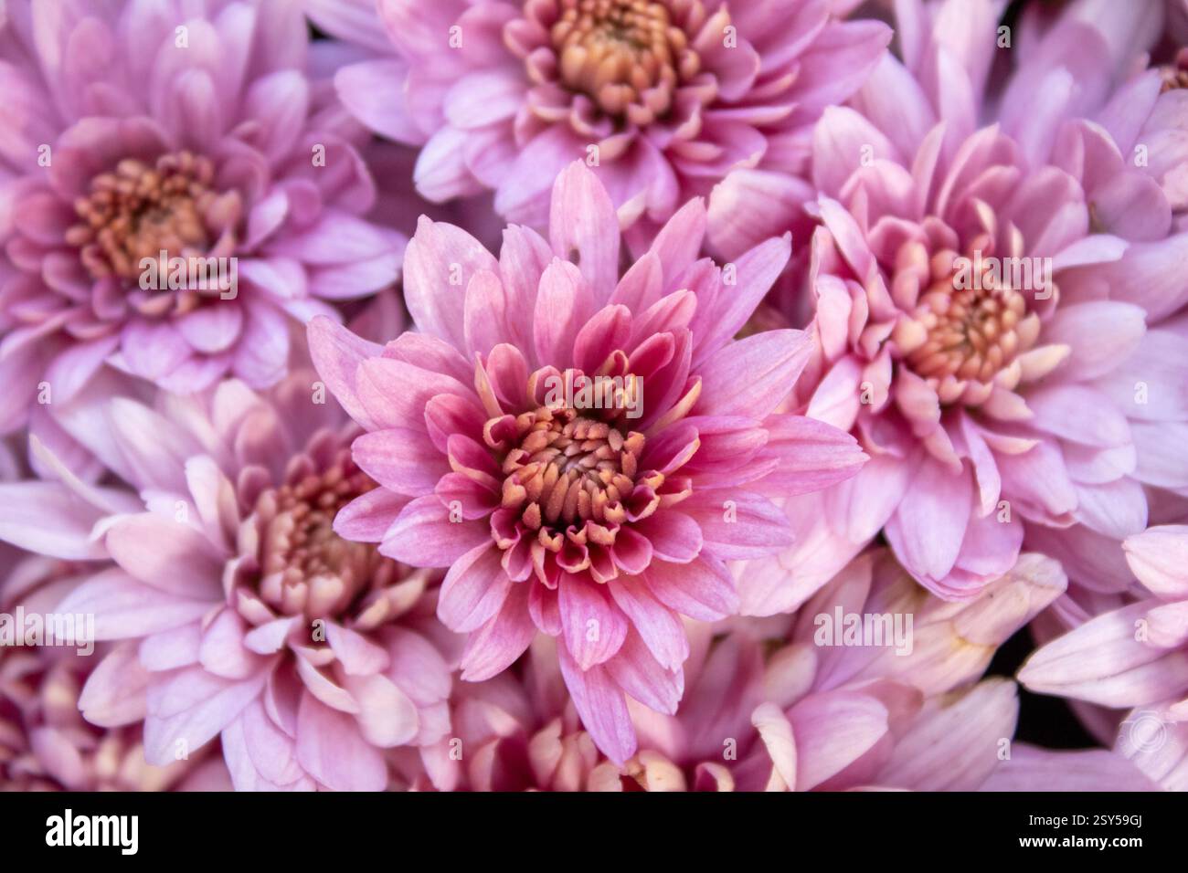 Primo piano di un fiore di crisantemo rosa, circondato da altri fiori, nel giardino botanico, in autunno Foto Stock