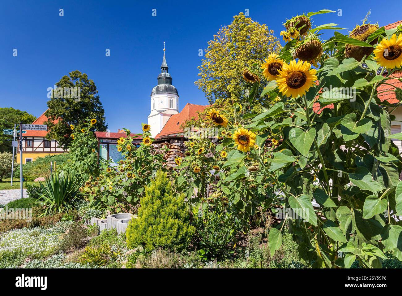 Dorfplatz mit Sonnenblumen und St.-Georgs-Kirche a Großkmehlen, Ortrand, Brandeburgo, Deutschland *** Piazza del villaggio con girasoli e St. Georges Foto Stock