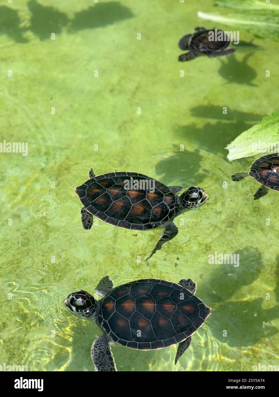 Adorabili tartarughe marine che nuotano in acque limpide e poco profonde, le loro conchiglie scure brillano alla luce del sole mentre esplorano il loro habitat acquatico - Immagine stock catturata con smartphone