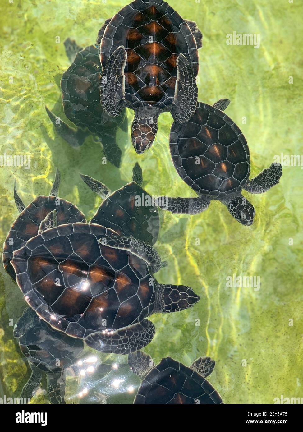 Adorabili tartarughe marine che nuotano in acque limpide e poco profonde, le loro conchiglie scure brillano alla luce del sole mentre esplorano il loro habitat acquatico - Immagine stock catturata con smartphone