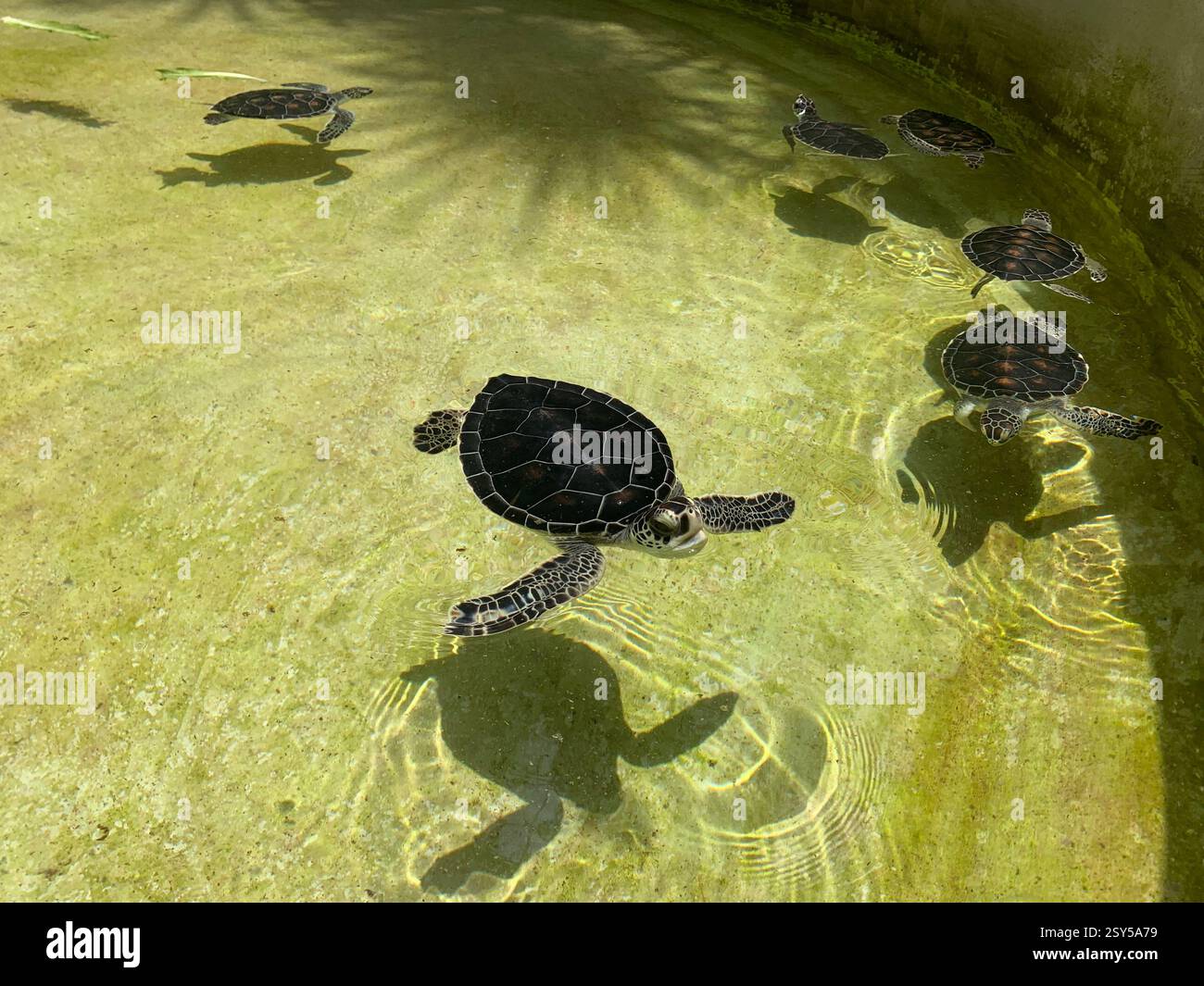 Adorabili tartarughe marine che nuotano in acque limpide e poco profonde, le loro conchiglie scure brillano alla luce del sole mentre esplorano il loro habitat acquatico - Immagine stock catturata con smartphone