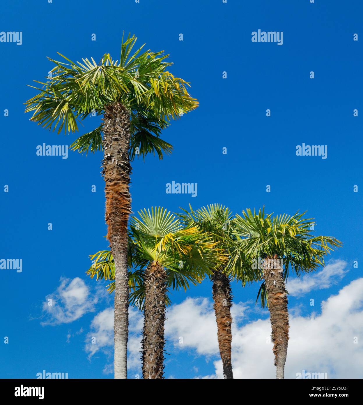 Palma di canapa cinese (Trachycarpus fortunei, Trachycarpus excelsa), palme contro il cielo blu, Svizzera, Ticino, Ascona Foto Stock