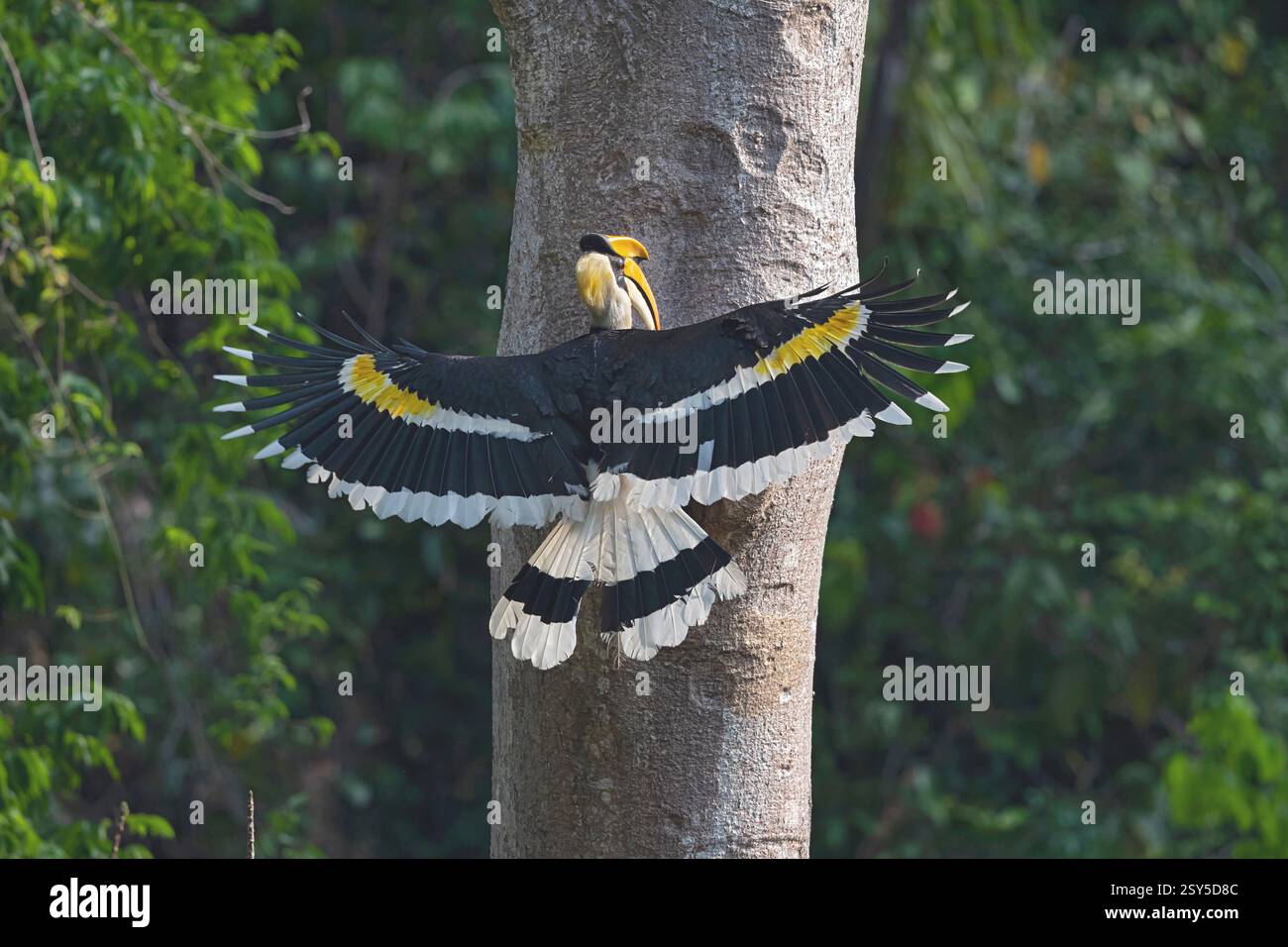 Grande carpino, grande carpino indiano, Rhinoceros Hornbill, carpino a cassettoni, grande carpino a canne (Buceros bicornis), atterraggio maschile in un nido Foto Stock