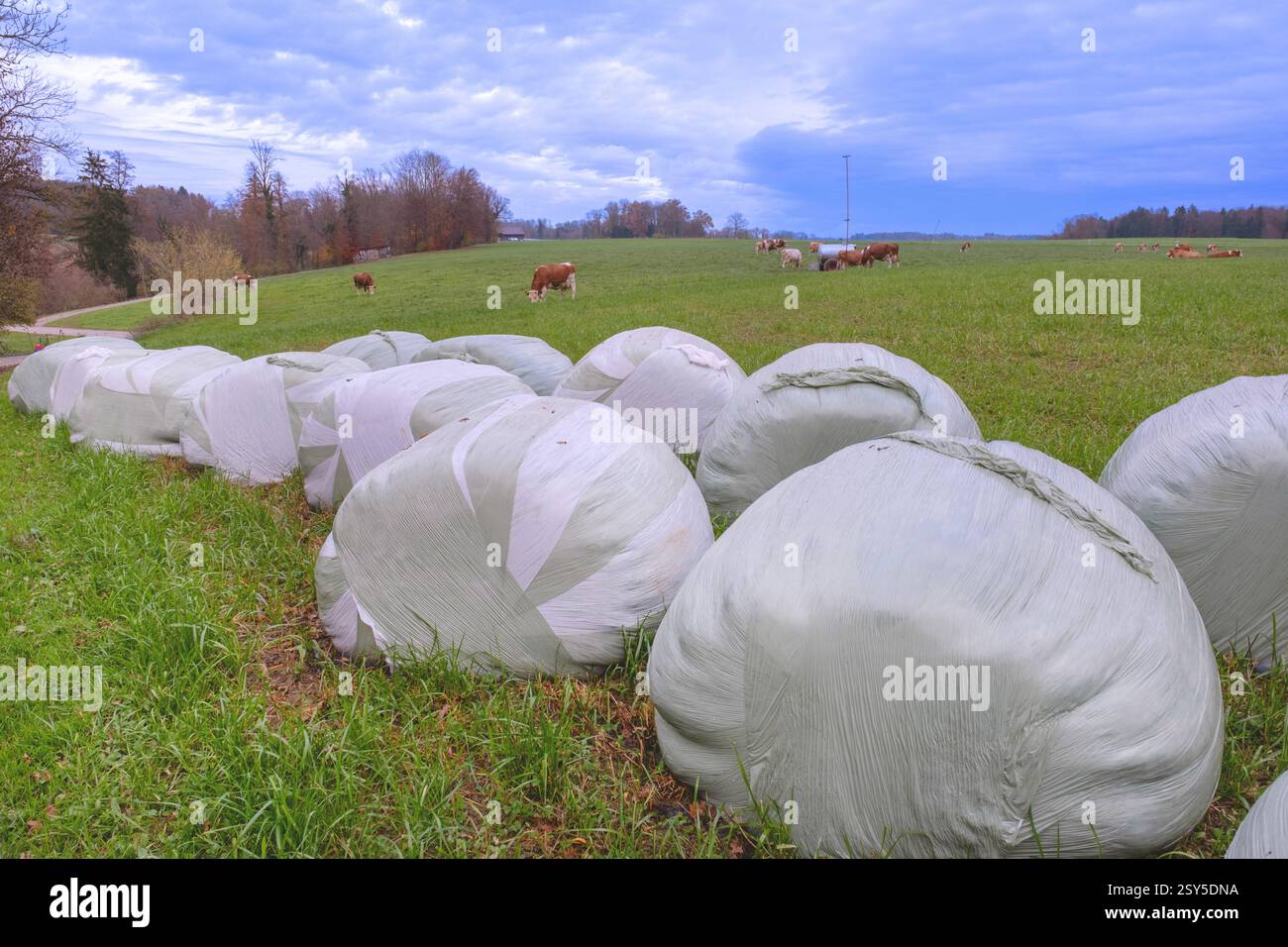 Balle di fieno in pellicola di plastica su un pascolo di mucche, Svizzera, Thurgau Foto Stock
