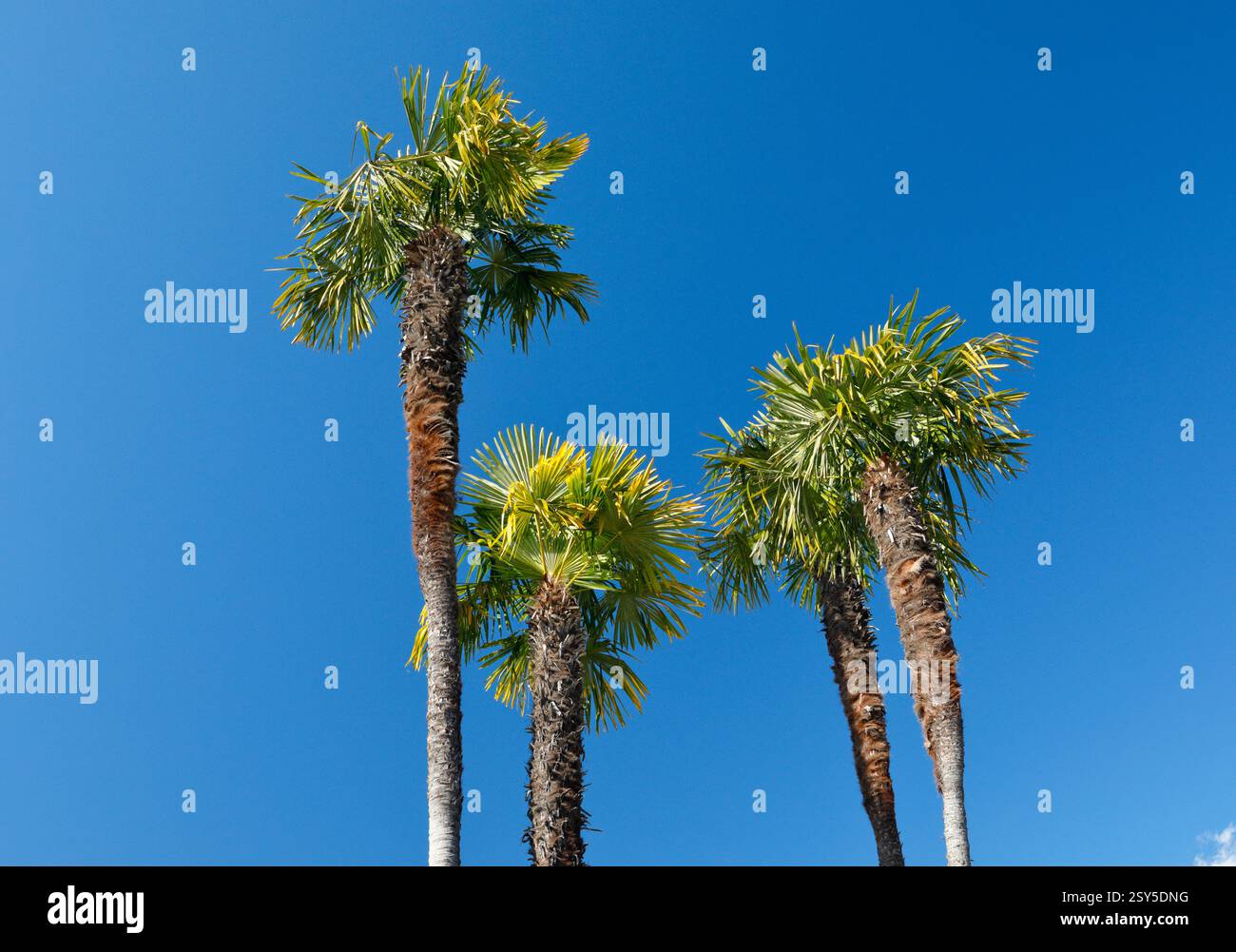 Palma di canapa cinese (Trachycarpus fortunei, Trachycarpus excelsa), palme contro il cielo blu, Svizzera, Ticino, Ascona Foto Stock
