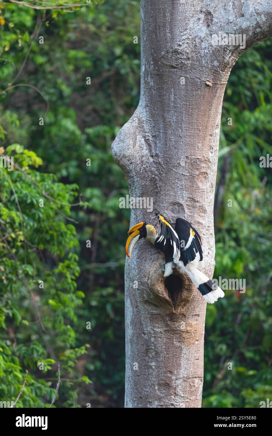 Ottimo carnacchino, grande carnacino indiano, carnacero Rhinoceros, carpino a caschi congrossi, ottimo carnacchino (Buceros bicornis), maschili appollaiati con cibo Foto Stock
