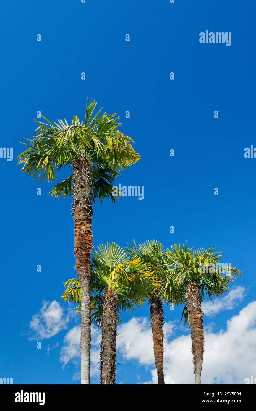 Palma di canapa cinese (Trachycarpus fortunei, Trachycarpus excelsa), palme contro il cielo blu, Svizzera, Ticino, Ascona Foto Stock