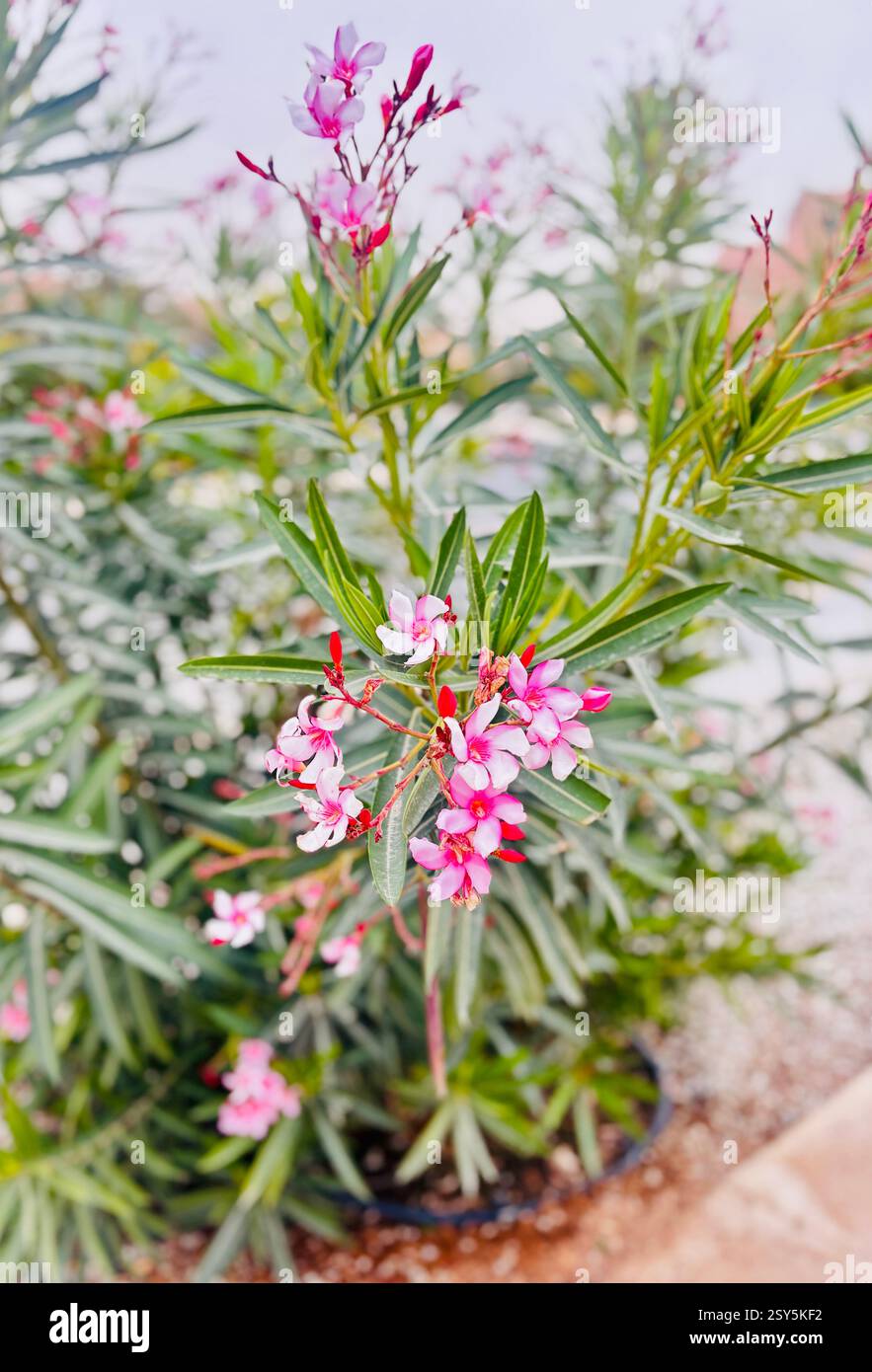 Piante da fiore- fiori rosa- piante ornamentali da giardino all'aperto -oleandro Nerium - Immagine stock catturata con smartphone