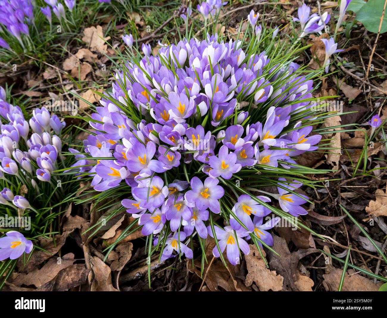 I crochi primaverili crescono selvaggi Foto Stock