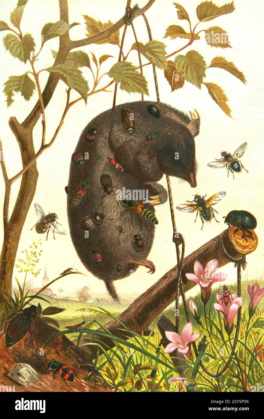 William Kuhnert/ Alfred Edmund Brehm - gli insetti, Millipede e ragni - 1884 Foto Stock