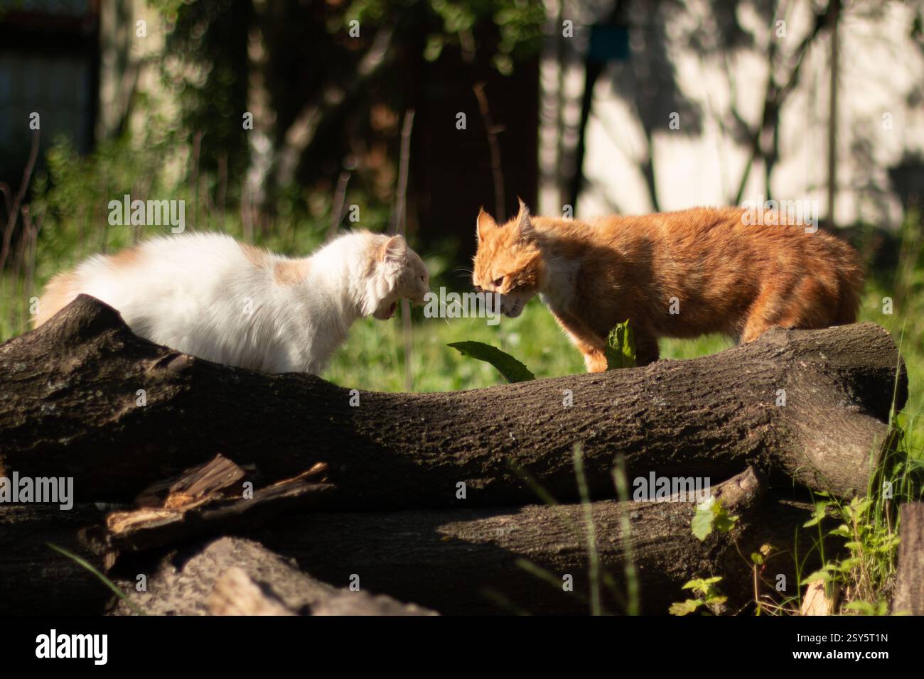 Due gatti affrontano un albero caduto nella foresta, le loro posture sono tese mentre si preparano per una battaglia imminente. Foto Stock