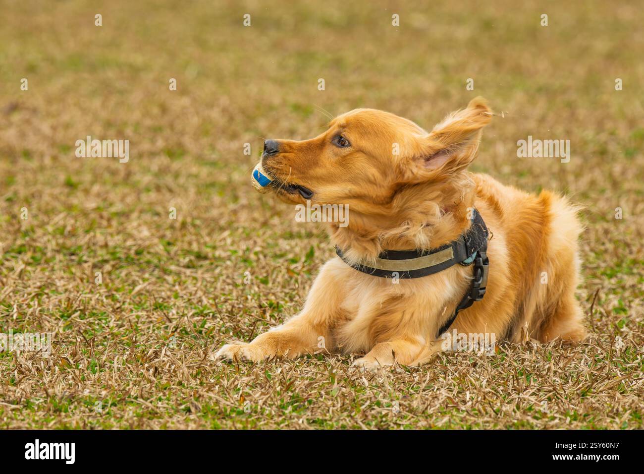 Un carino Golden retriever divertente con una palla in bocca Foto Stock